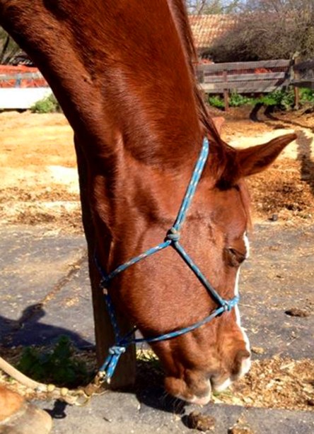 then she let out a few prolonged expressive Snoooooorrrttts!